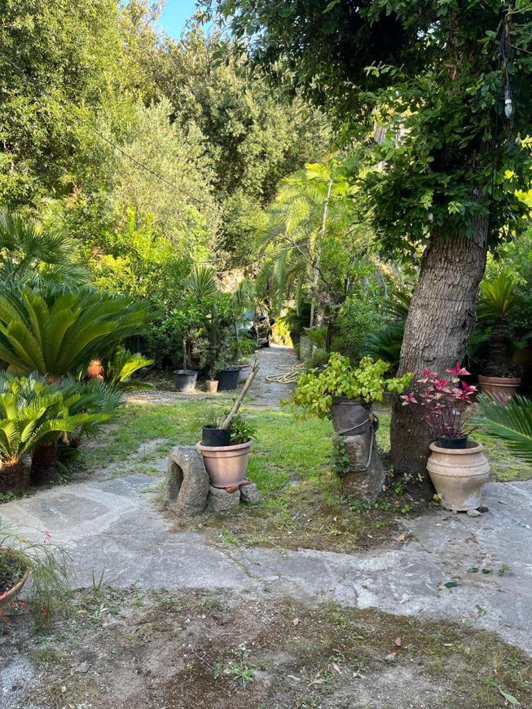 Le Dimore Di Zaro - Green Paradise Forio  Exterior photo
